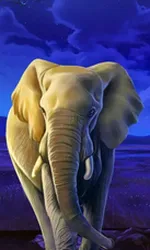 African Elephant